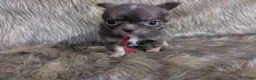 Chihuahua dogs for sale: Tiny Tcup Ruby LC - Ad 9