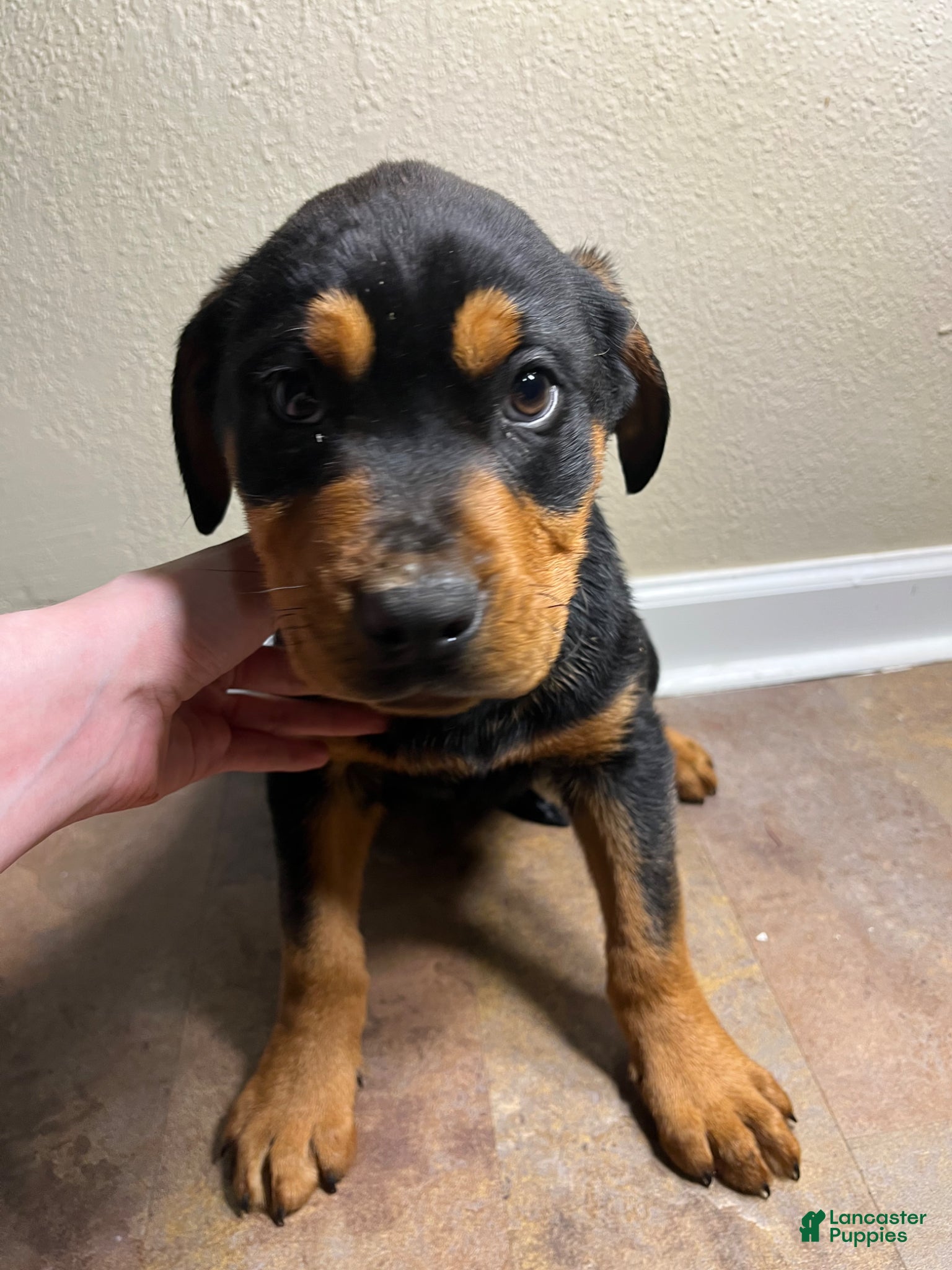 Rottweiler dogs Max  - Ad 39