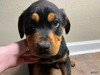 Rottweiler dogs Max - Ad 39