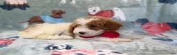 Miniature Poodle dogs for sale: Tater - Ad 5
