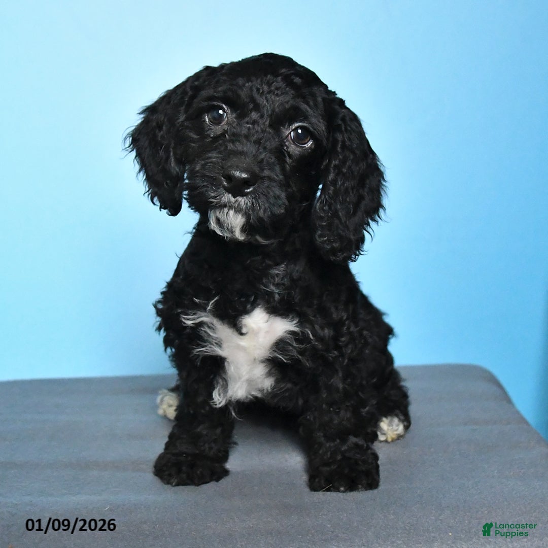 Cockapoo dogs for sale: Millie - Ad 1