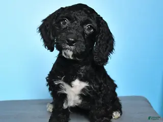 Cockapoo dogs Millie - Ad 7