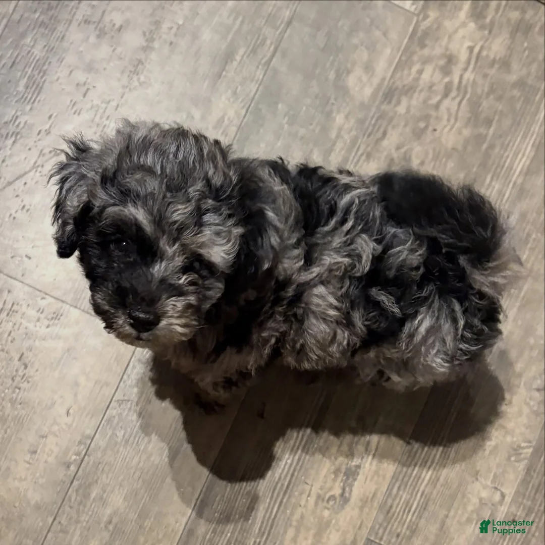 Miniature Poodle dogs for sale: Miniature Poodle 2 - Ad 1