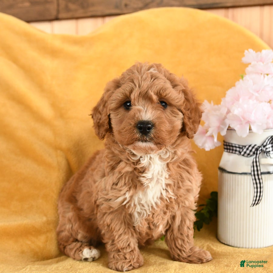 Cavapoo dogs Coral - Ad 1