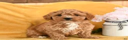 Cavapoo dogs for sale: Coral - Ad 1