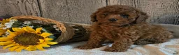 Toy Poodle dogs for sale: Roxy - Ad 3