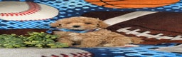 Maltipoo dogs for sale: Curtiss  - Ad 4
