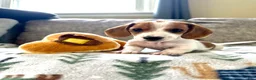 Miniature Dachshund dogs for sale: Twinkie🎀 - Ad 5