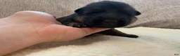 German Shepherd dogs for sale: Purple Girl - Ad 3