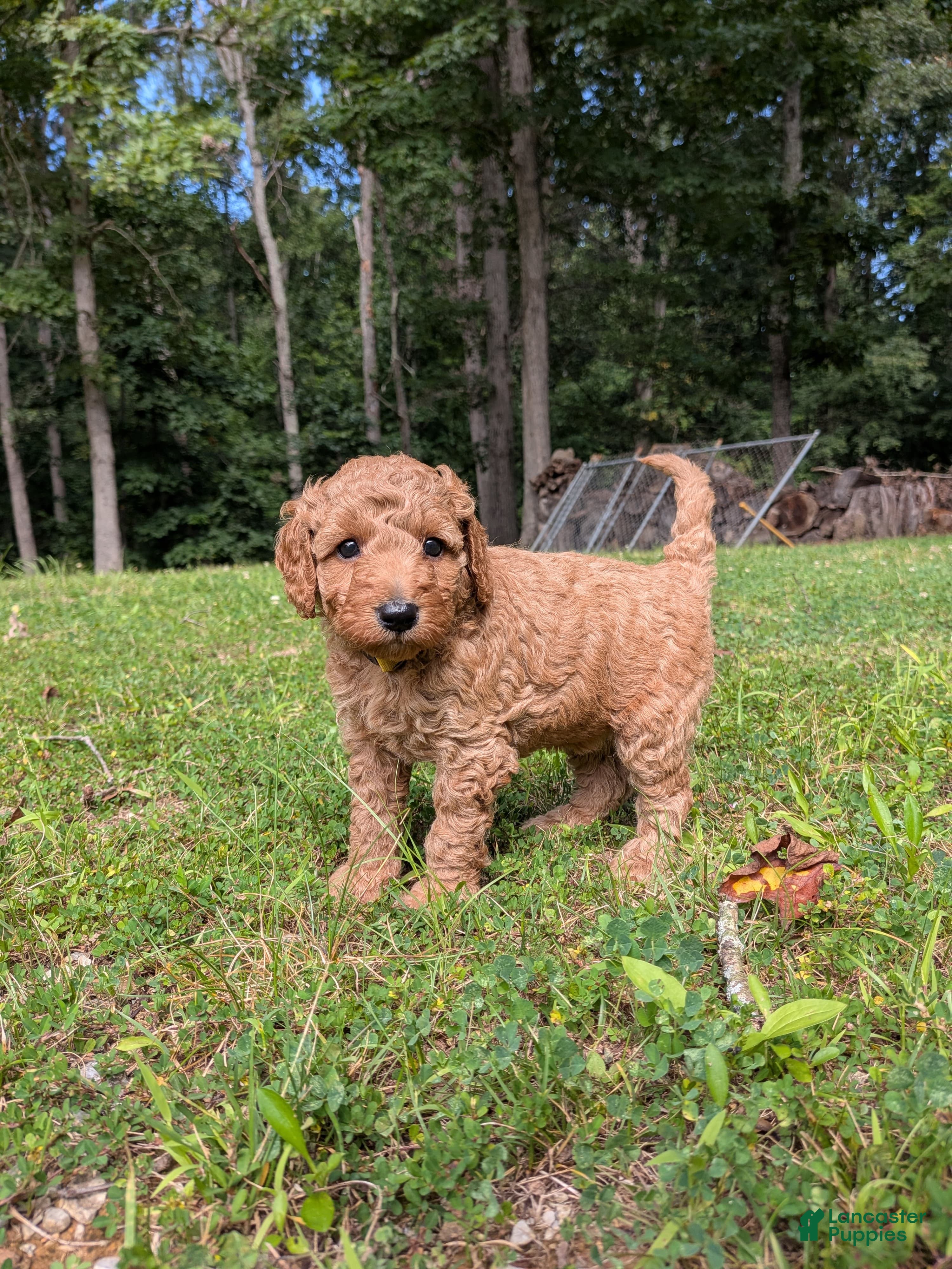 Miniature Labradoodle dogs Ashley - Ad 2