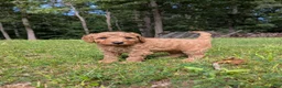 Miniature Labradoodle dogs for sale: Ashley - Ad 2