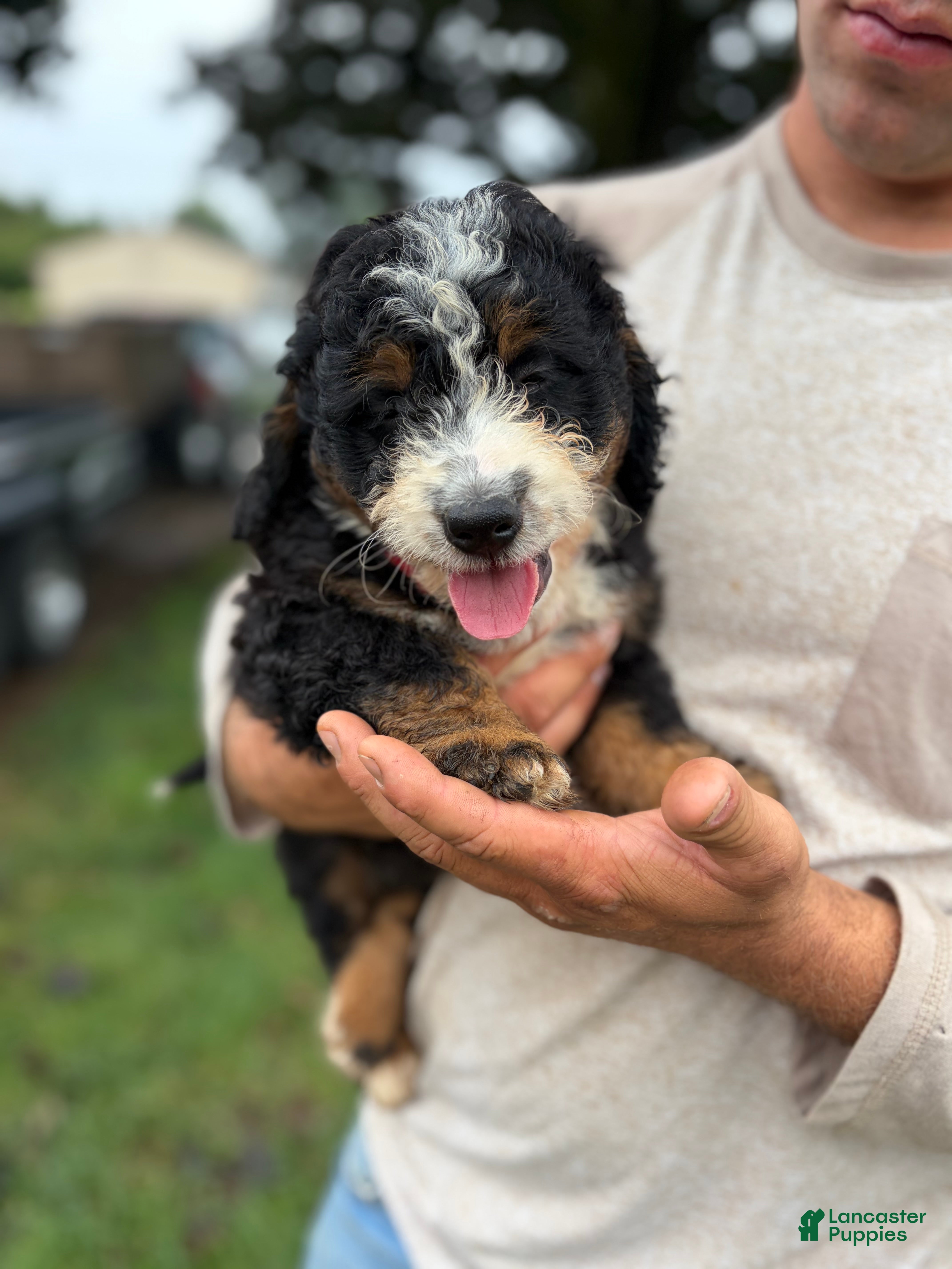 Mini Bernedoodle dogs Bruno  - Ad 1
