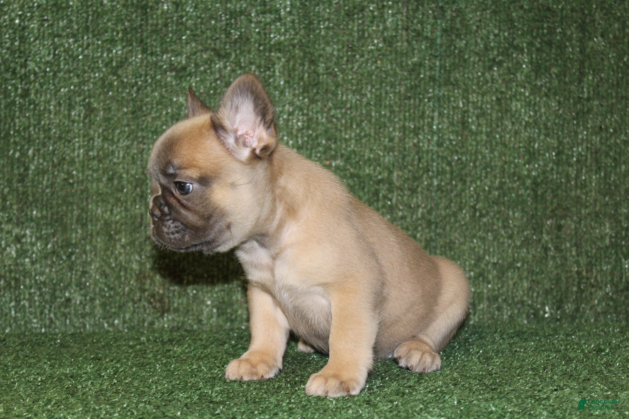 French Bulldog dogs French Bulldog 5 - Ad 1