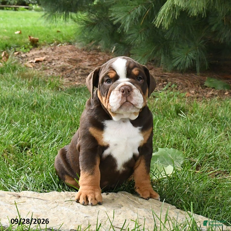 English Bulldog dogs Dreamer - Ad 1