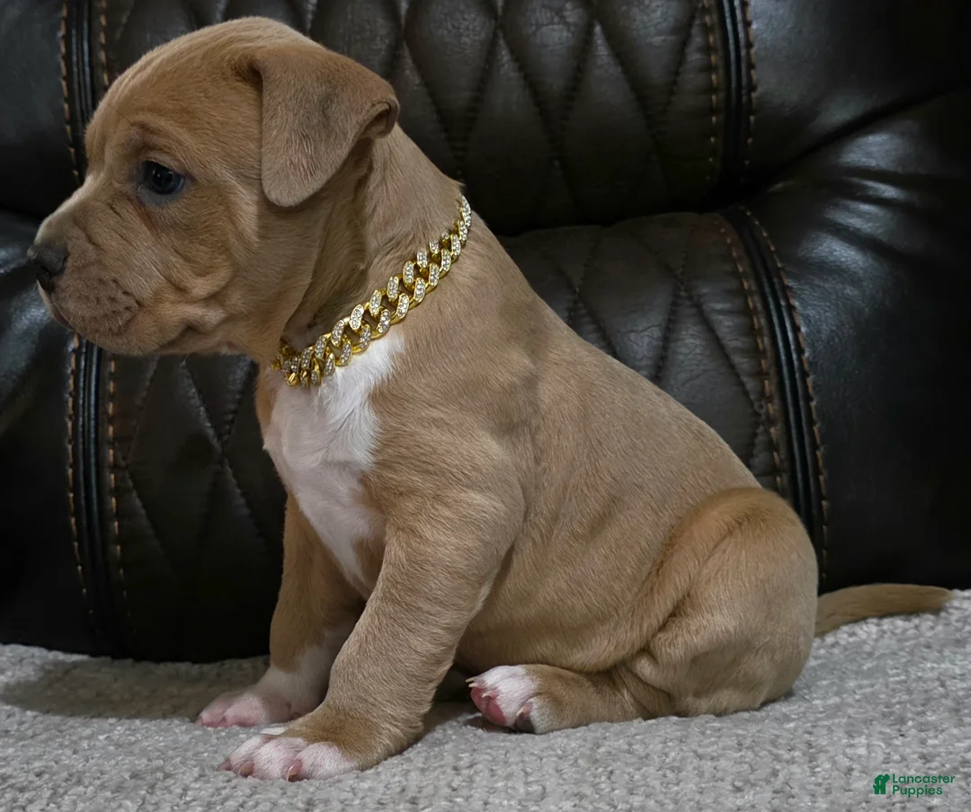 American Pit Bull Terrier dogs for sale: Drakon - Ad 5