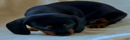 Miniature Dachshund dogs for sale: Miniature Dachshund - Arnold - Ad 15