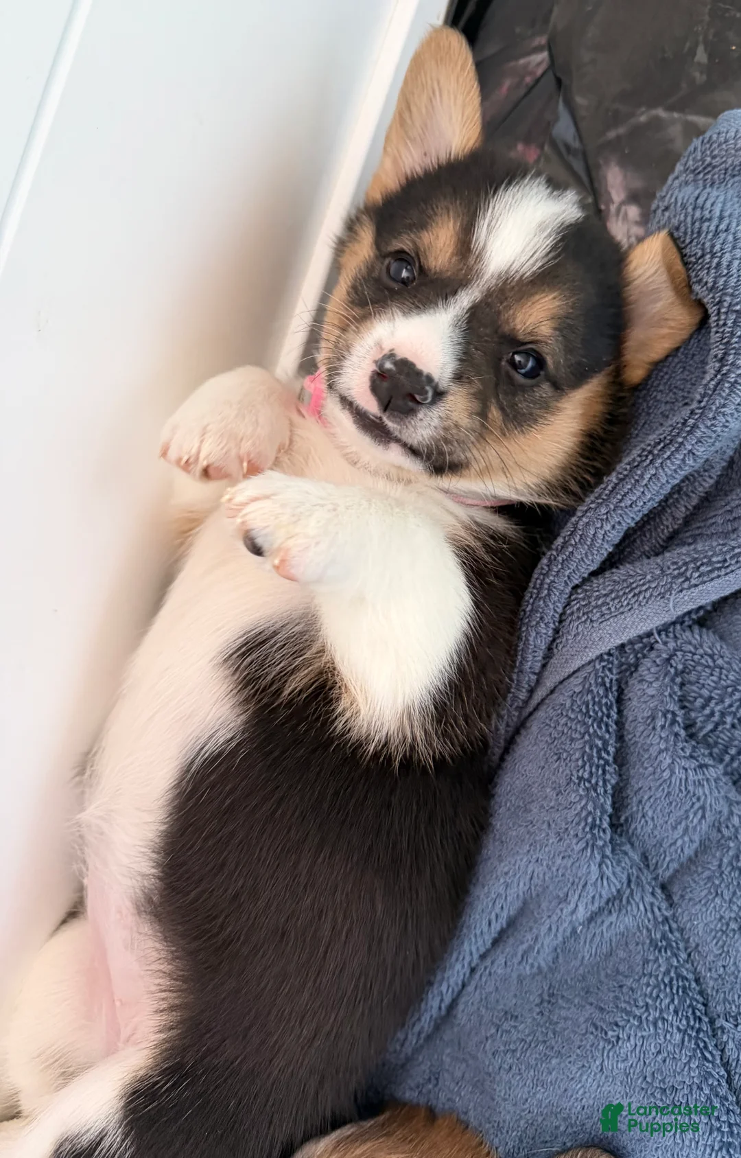 Welsh Corgi Pembroke dogs for sale: Corgi, light pink - Ad 2