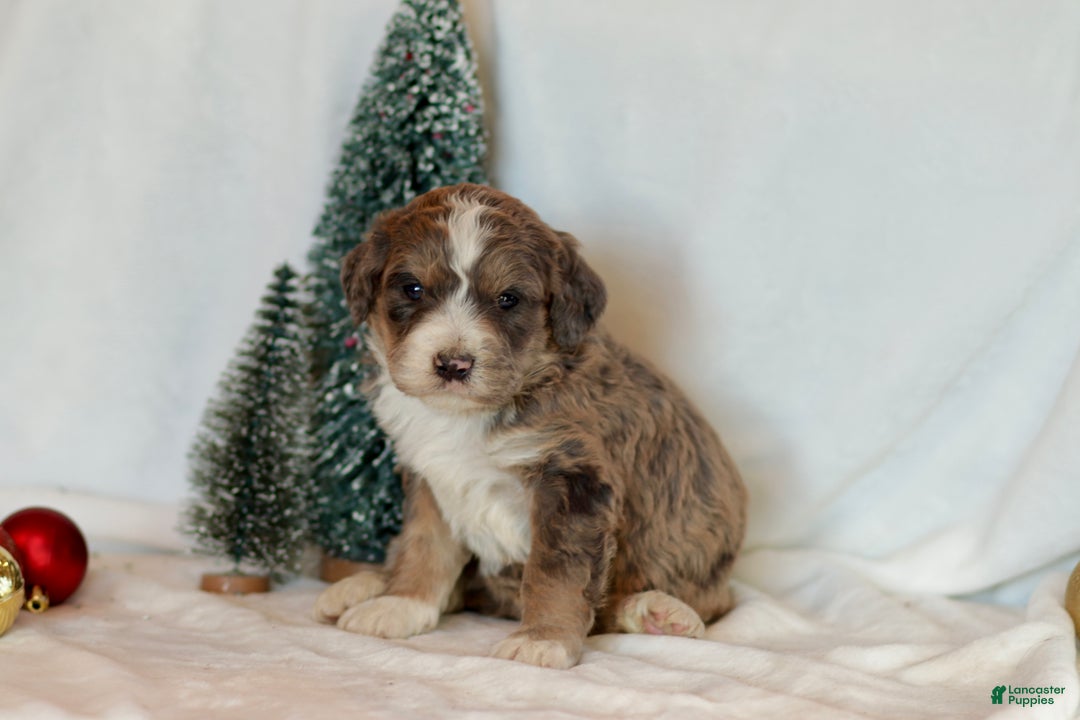 Bernedoodle dogs for sale: Spruce - Ad 2