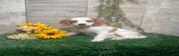 Mixed Breed dogs for sale: Patrick - Ad 2