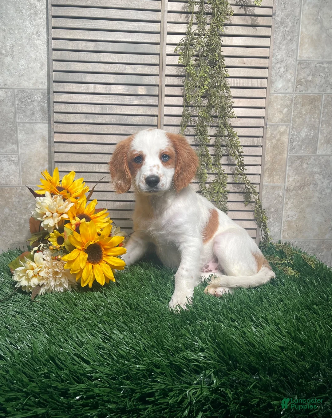 Mixed Breed dogs for sale: Patrick - Ad 2