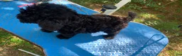 Shihpoo dogs for sale: Sweet baby girl  - Ad 5