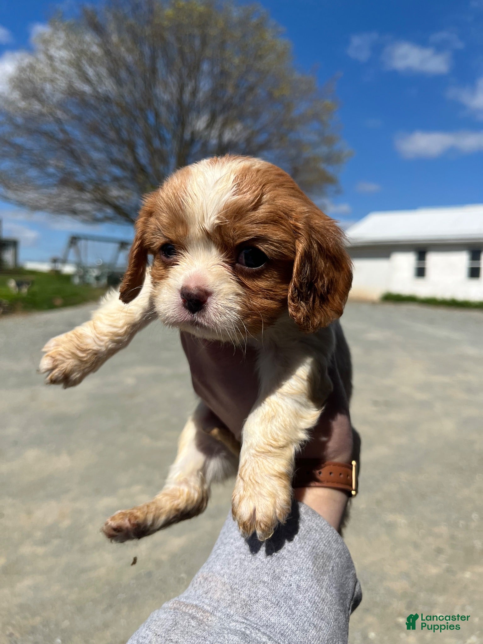 Cavalier King Charles Spaniel dogs Cavalier King Charles Spaniel 1 - Ad 2