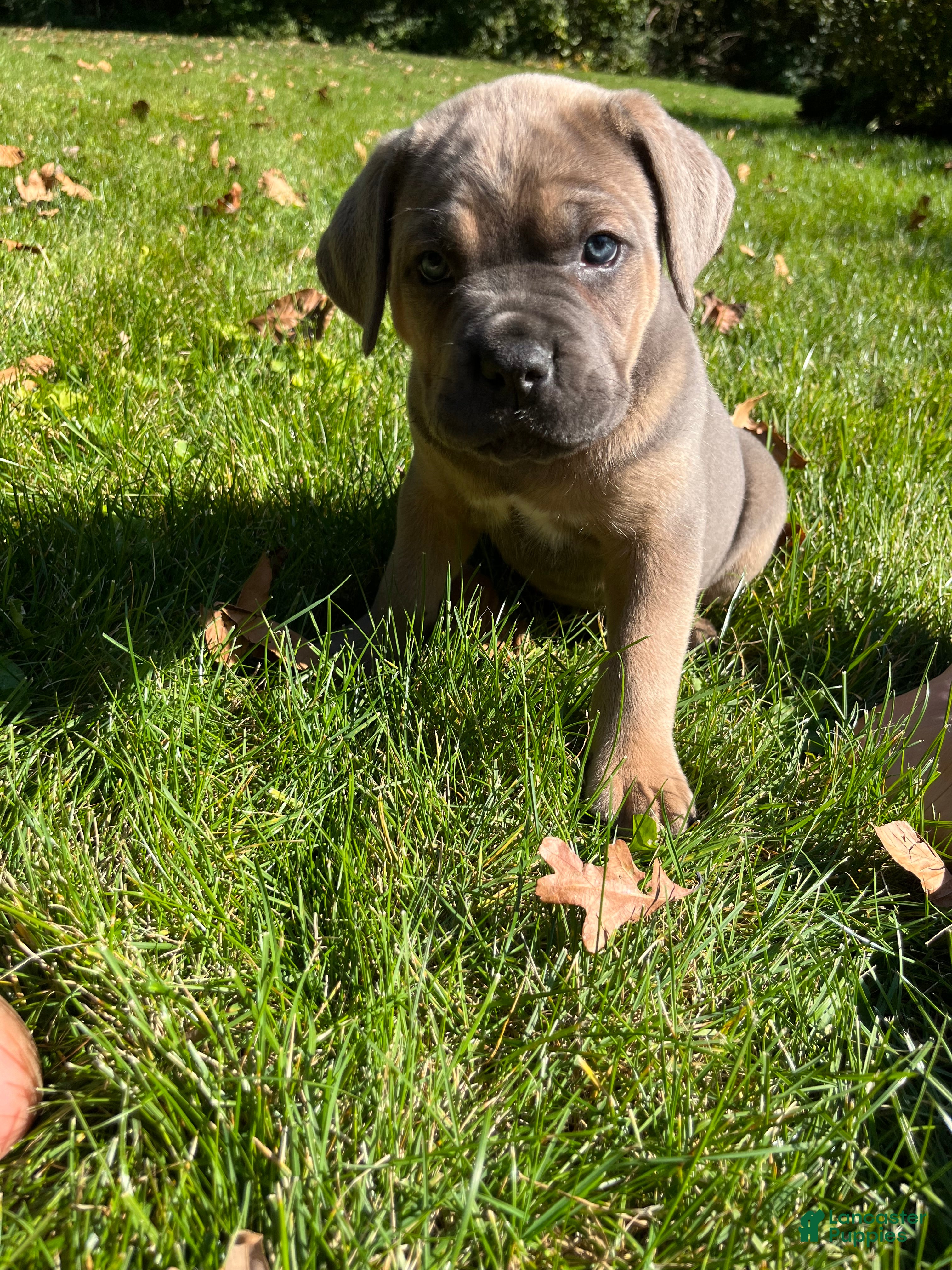 Cane Corso dogs for sale: Mino - Ad 2