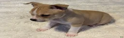 Mixed Breed dogs for sale: Latte - Ad 10