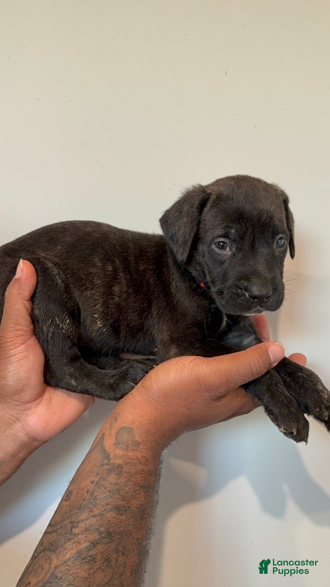 Cane Corso dogs for sale: Jax - Ad 2