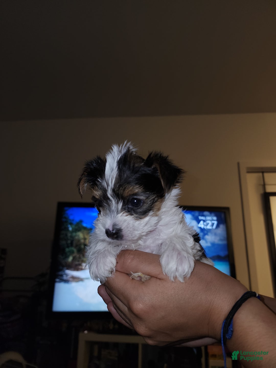 Yorkshire Terrier dogs for sale: Yorkshire Terrier Puppy 2 - Ad 3