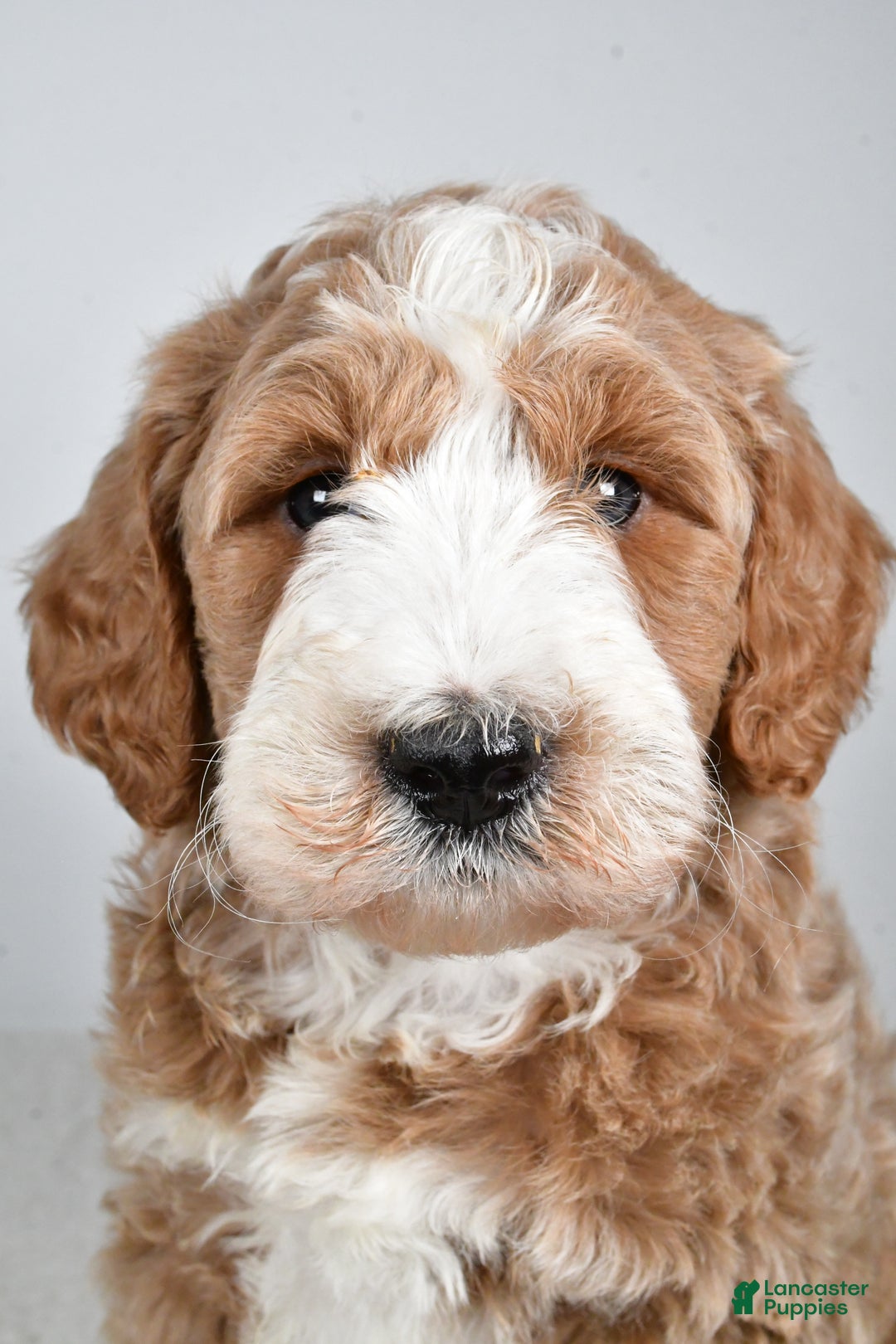 Labradoodle dogs for sale: Nash - Ad 8