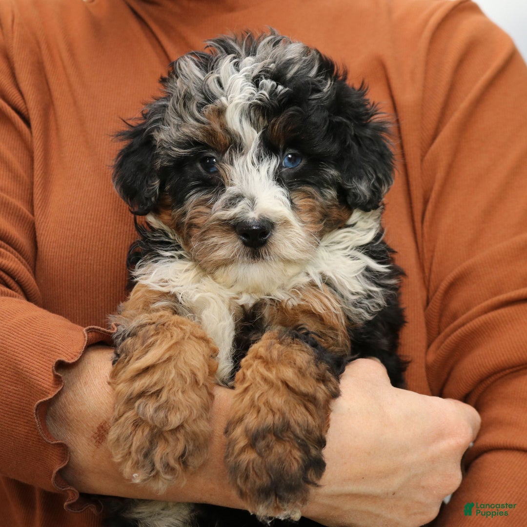 Mini Bernedoodle dogs for sale: Natalie  - Ad 4