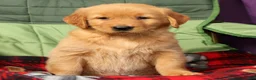 Golden Retriever dogs for sale: Olive - Ad 8