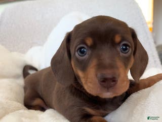 Miniature Dachshund dogs Oscar - Ad 41