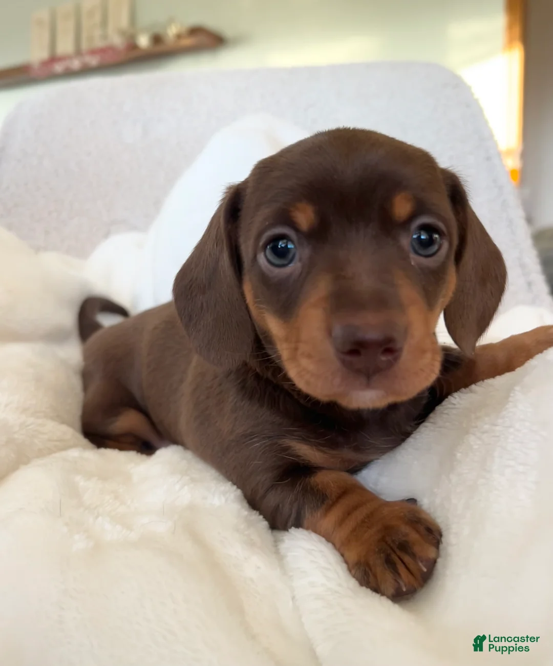Miniature Dachshund dogs for sale: Oscar - Ad 1