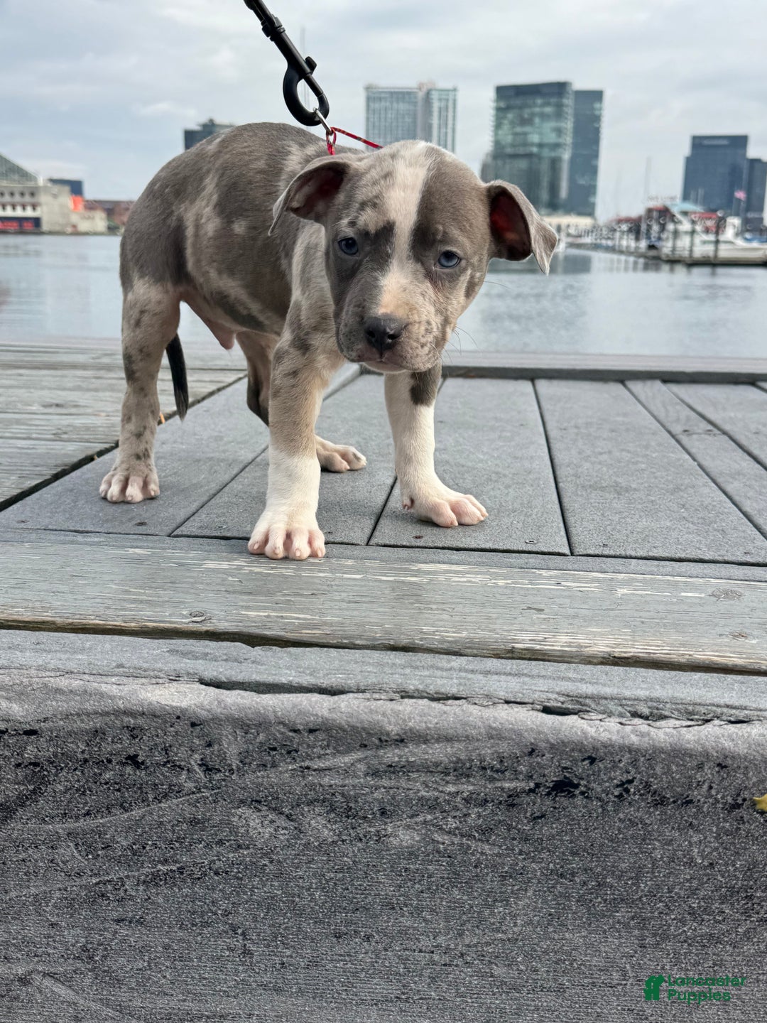 American Bully dogs for sale: Greyjoy  - Ad 9