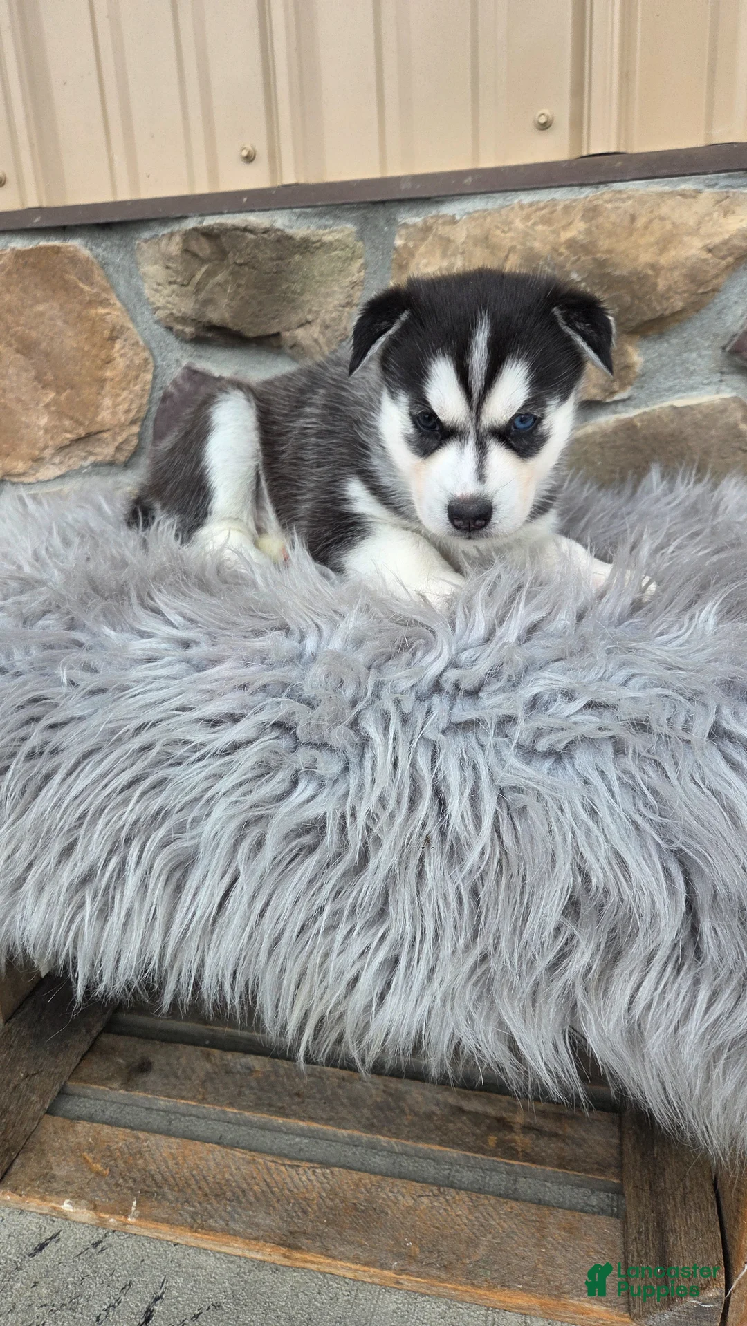 Siberian Husky dogs for sale: Cookie - Ad 2