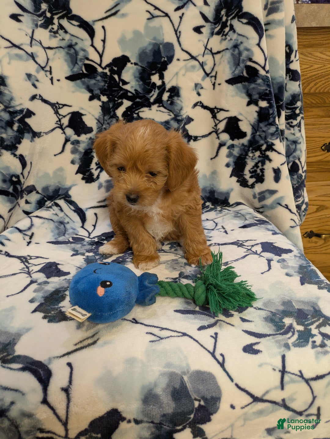 Jackapoo dogs for sale: Sapphire - Ad 3