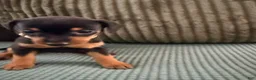 Miniature Pinscher dogs for sale: Luna - Ad 7