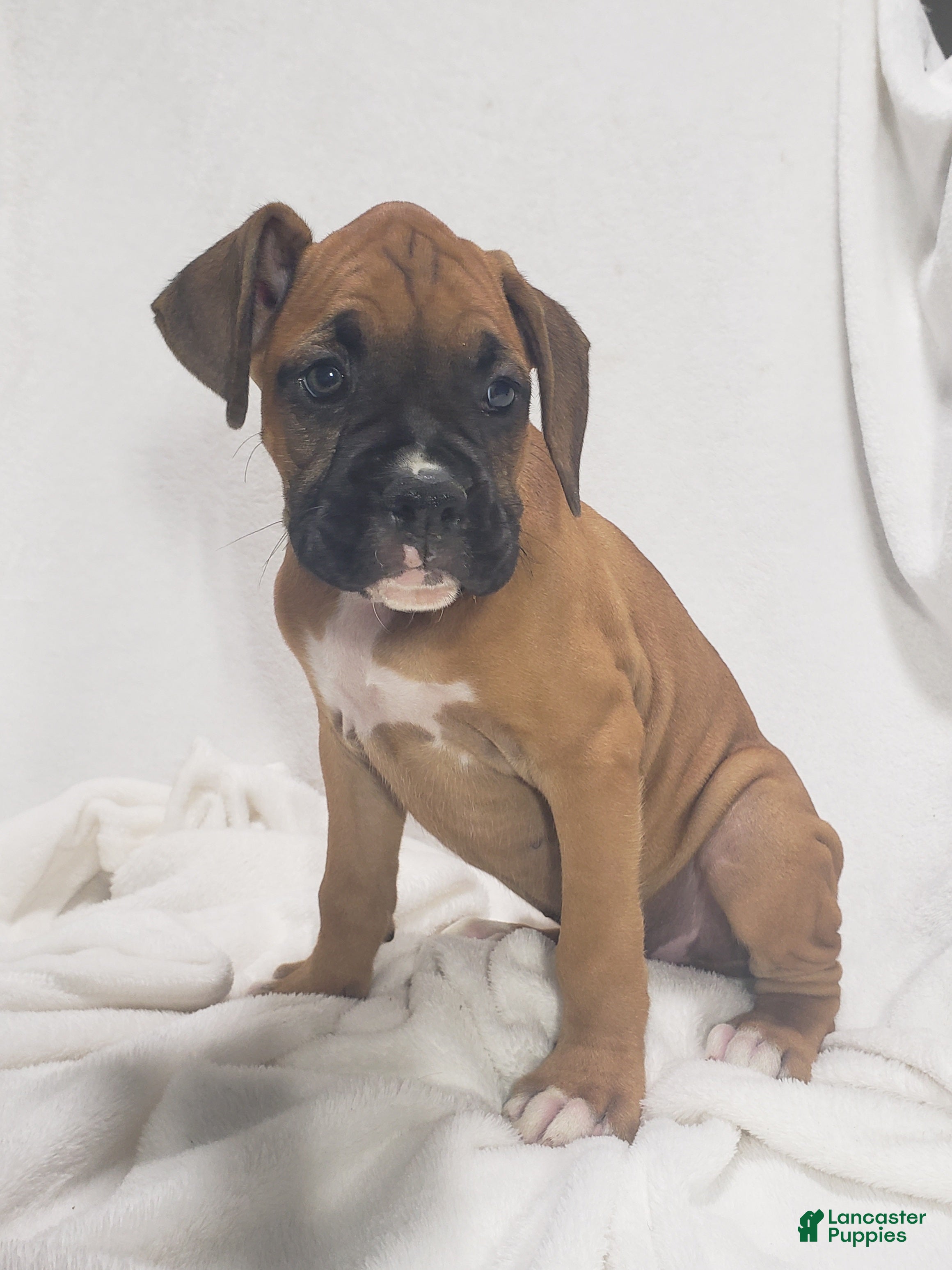 Boxer dogs Brody  - Ad 2