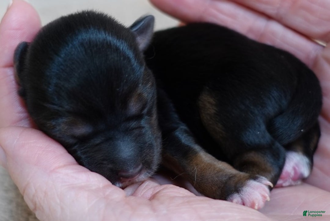 Yorkshire Terrier dogs for sale: Rio  - Ad 3