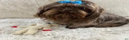 Shih Tzu dogs for sale: Coco  - Ad 8