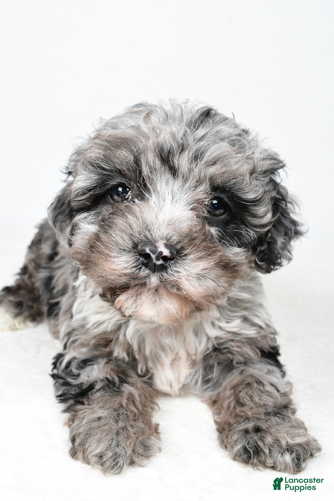 Cockapoo dogs for sale: Davis - Ad 4