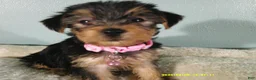 Yorkshire Terrier dogs for sale: Scarlett-PINK - Ad 1