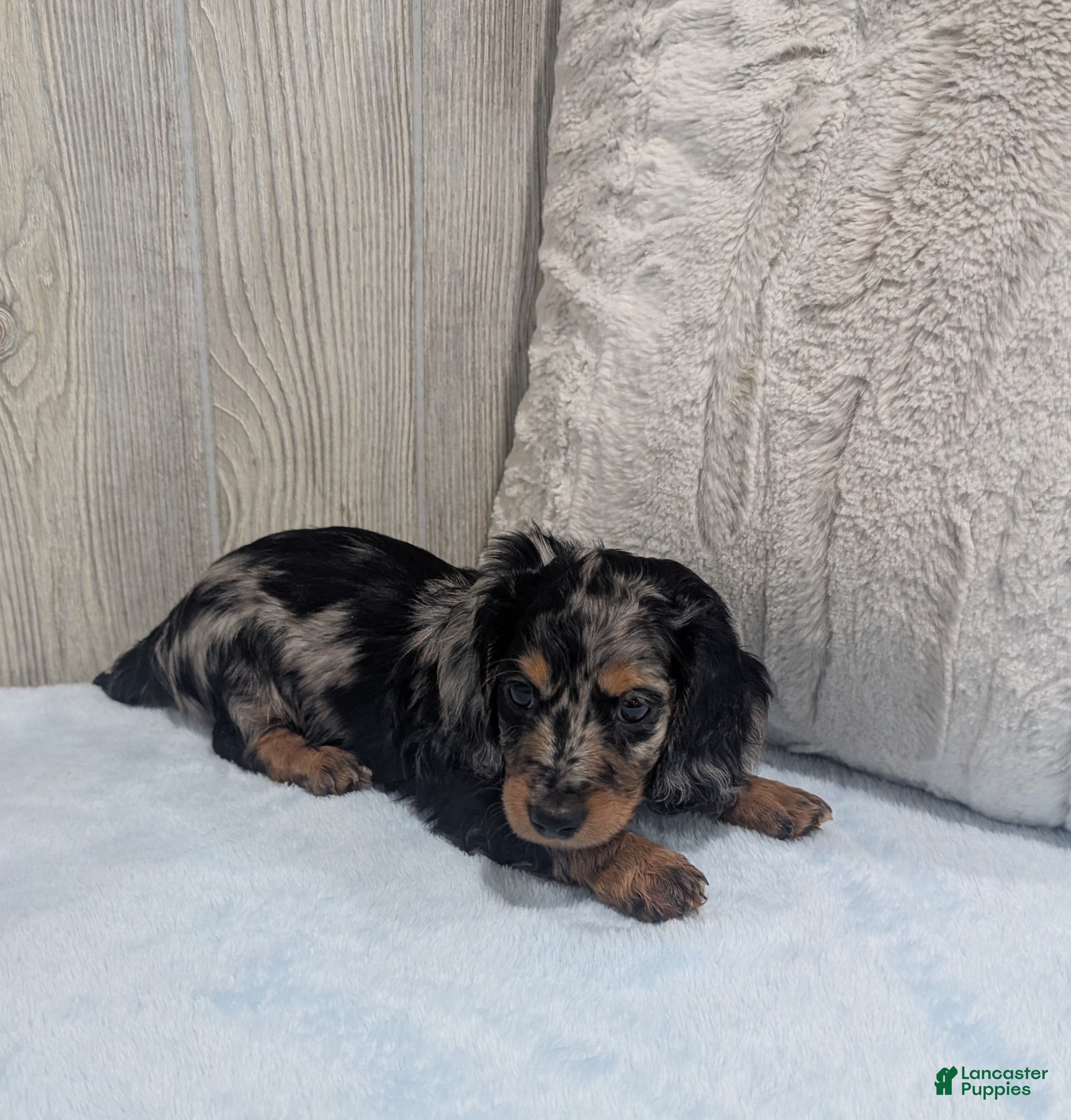 Miniature Dachshund dogs Skippy - Ad 2