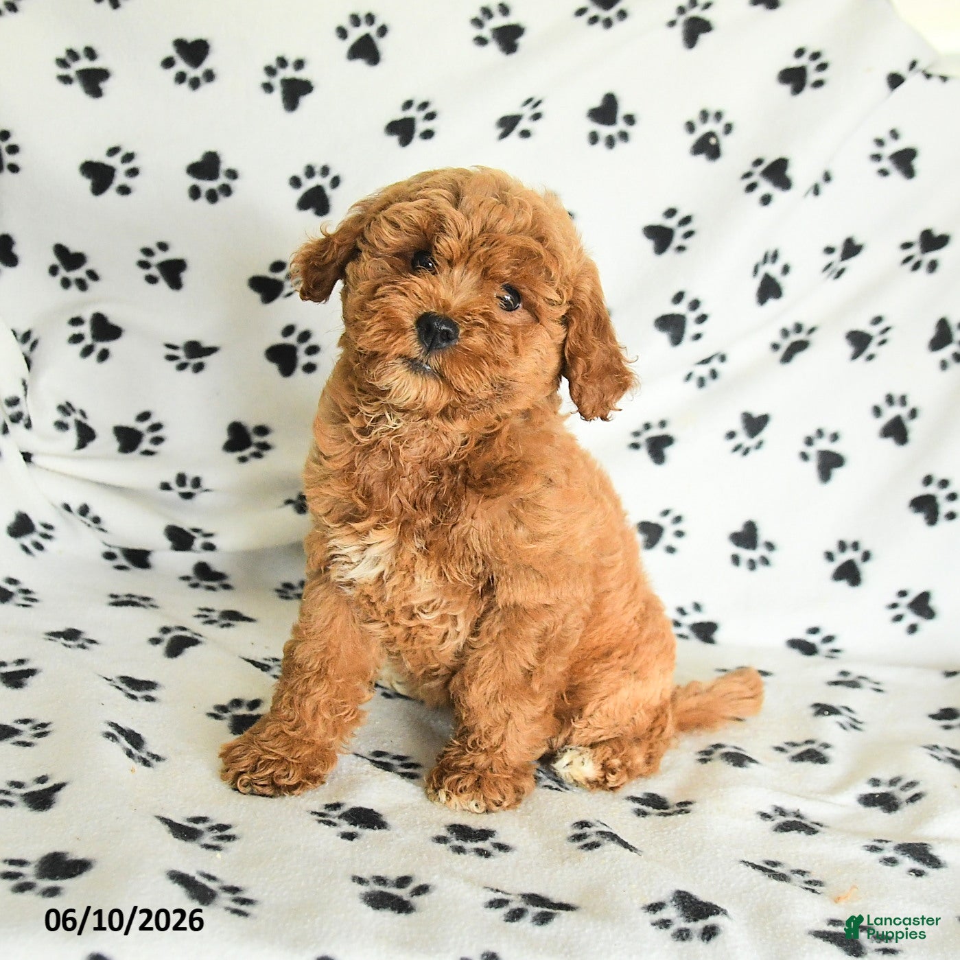 Mini Goldendoodle dogs Ruby - Ad 1