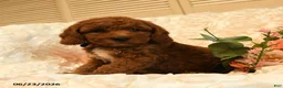 Mini Goldendoodle dogs for sale: Gilbert - Ad 2