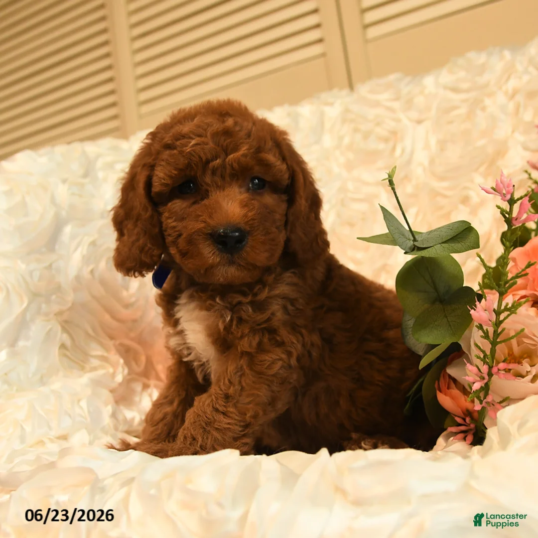 Mini Goldendoodle dogs for sale: Gilbert - Ad 2