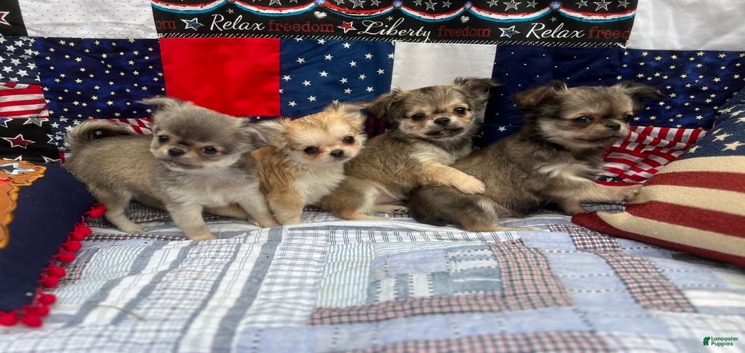 Gallery Image {{count}}