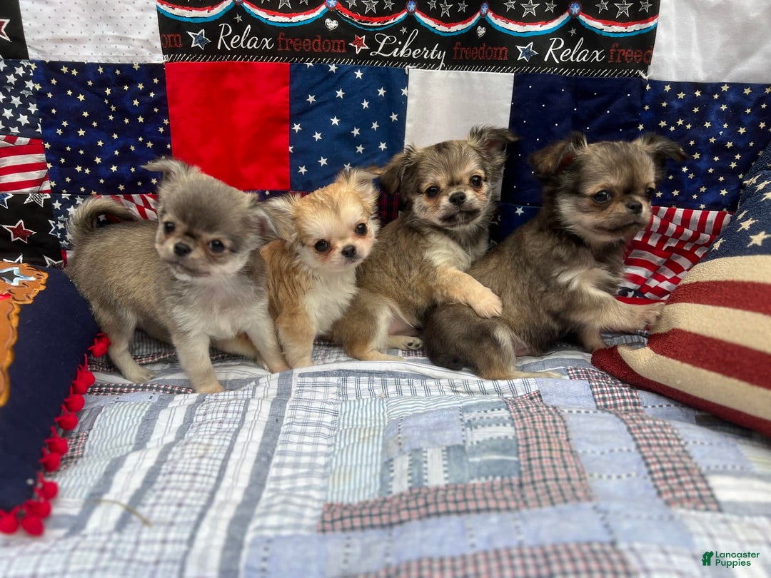 Gallery Image {{count}}